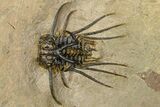 Fantastic, Spiny Dicranurus Trilobite - Atchana, Morocco #363019-1